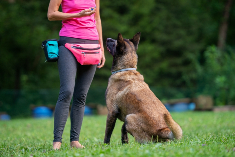 como-entrenar-a-tu-mascota-para-ser-obediente