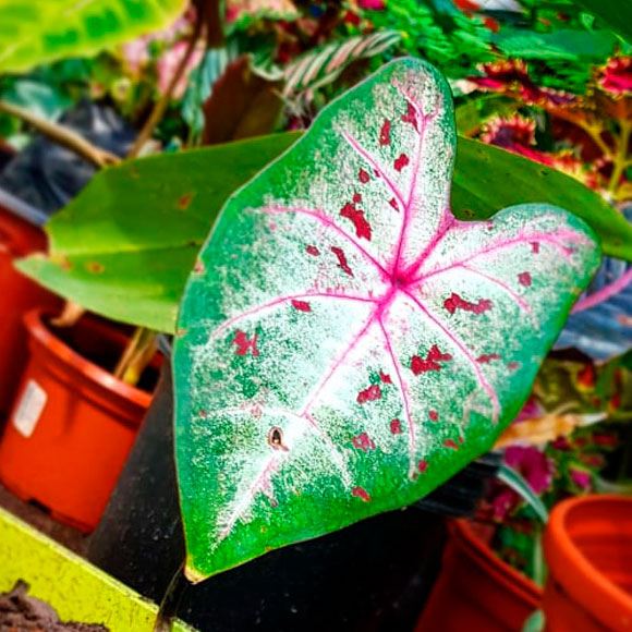 caladium-bicolor