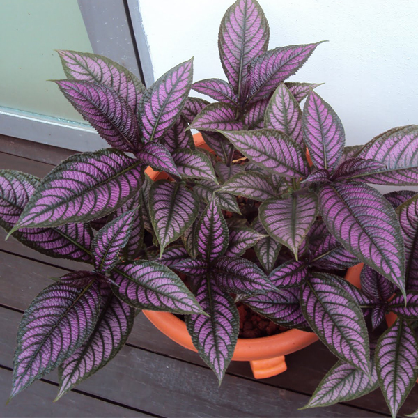 strobilanthes-dyerianus-escudo-persa