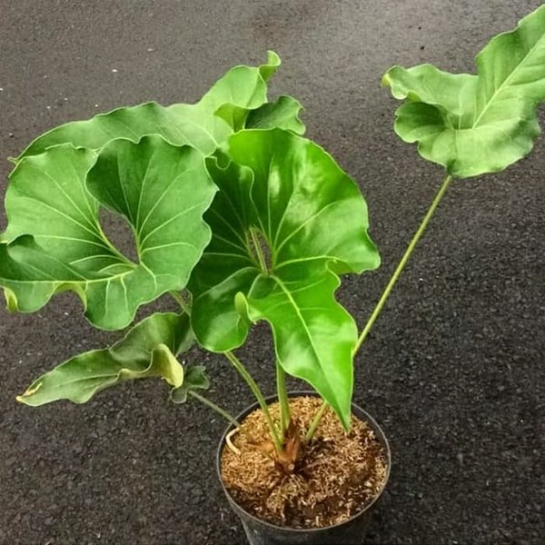 anturio-corong